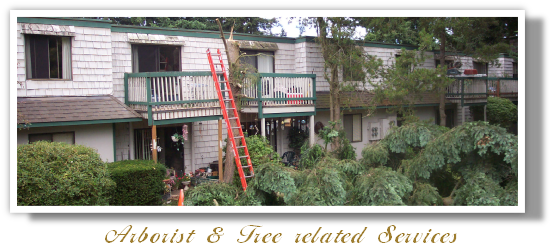 Arborist & Tree related Services